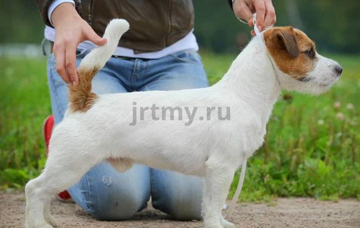 С Джеком на выставку