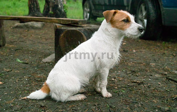 Не ругать и не наказывать